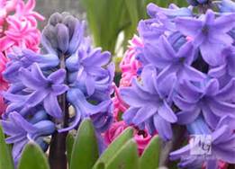 hyacinth
