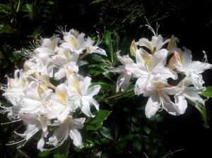20150528_115744
