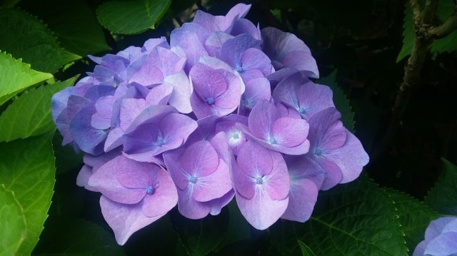 Devotional hygrangia