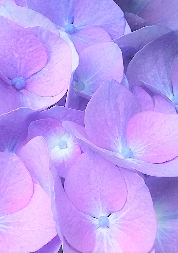hydrangea cropped mod 2 half
