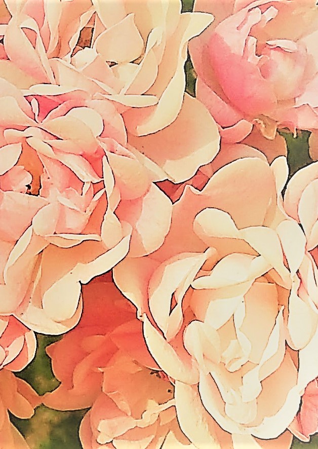 Roses cropped mod 2 half
