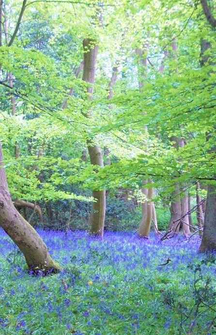 Spring Bluebells - Joana Starnes modified half 2
